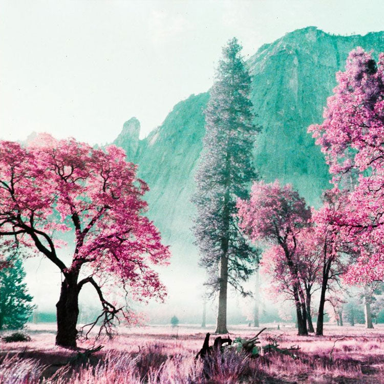 Lomography LomoChrome Purple Petillant 100-400 - 35mm - Image 3