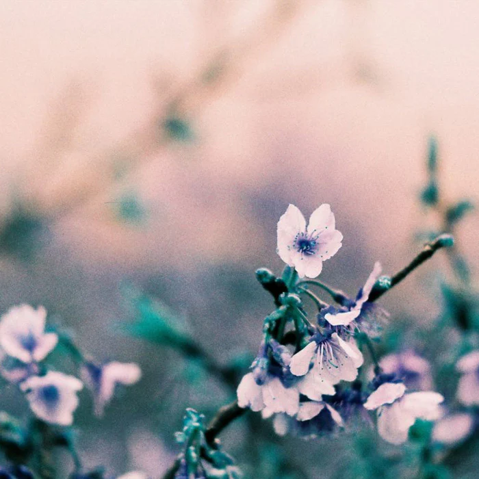 Lomography LomoChrome Turquoise 100-400 - 35mm - Image 3