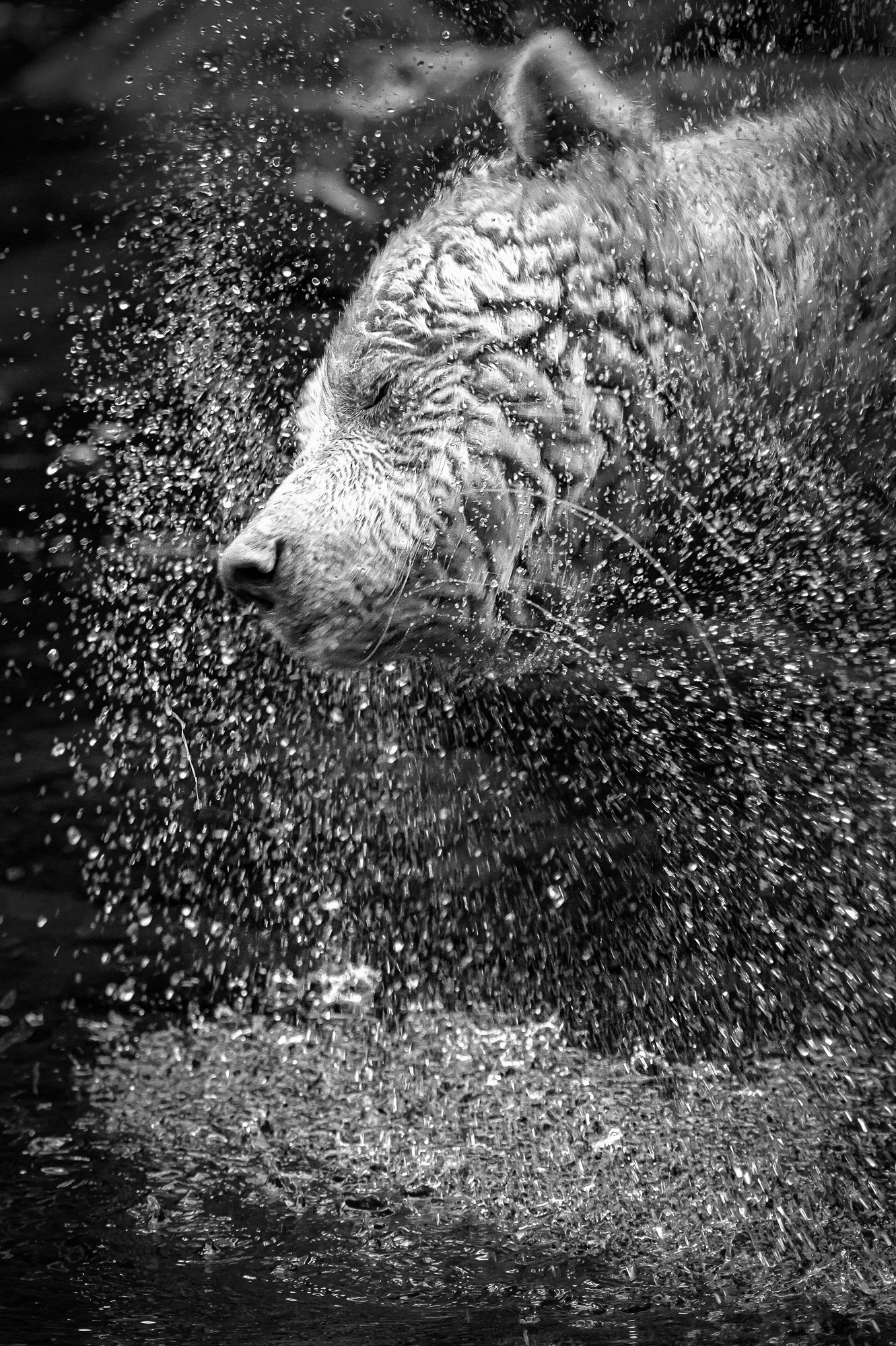 Photography Coffee Talk – Wild Earth: Ice, Light, and Life - Sat. May. 30 - Image 11