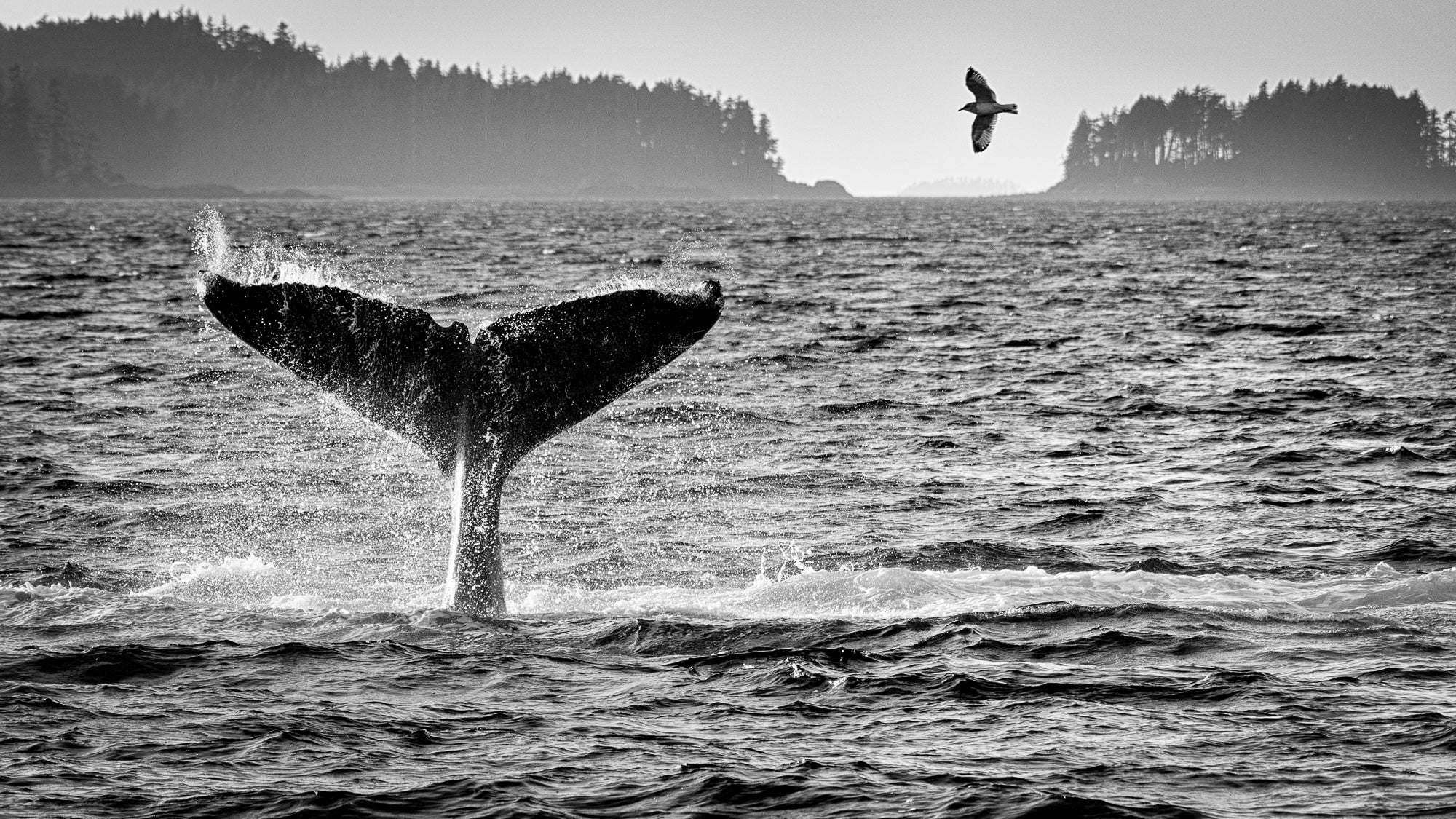 Photography Coffee Talk – Wild Earth: Ice, Light, and Life - Sat. May. 30 - Image 14