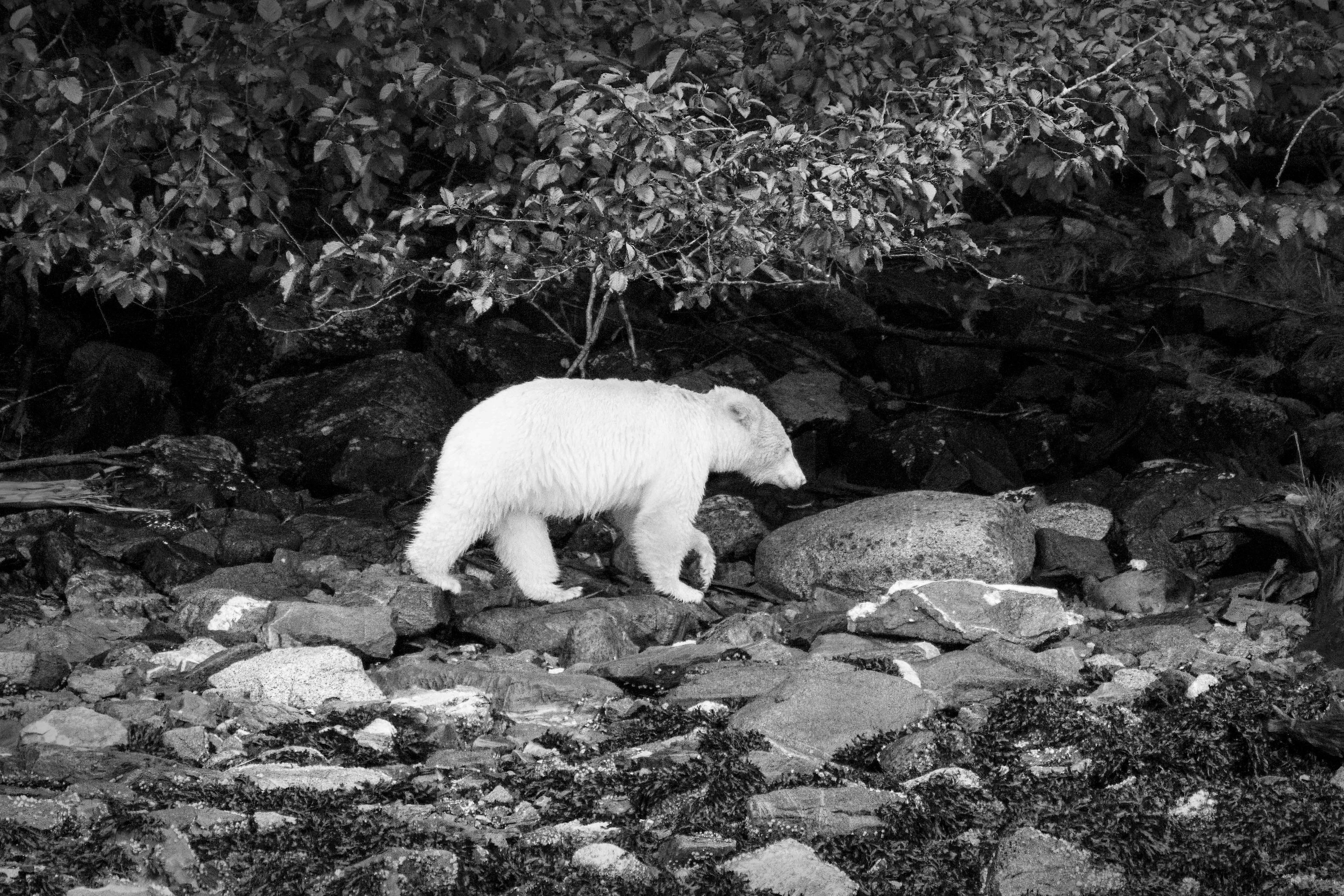 Photography Coffee Talk – Wild Earth: Ice, Light, and Life - Sat. May. 30 - Image 5