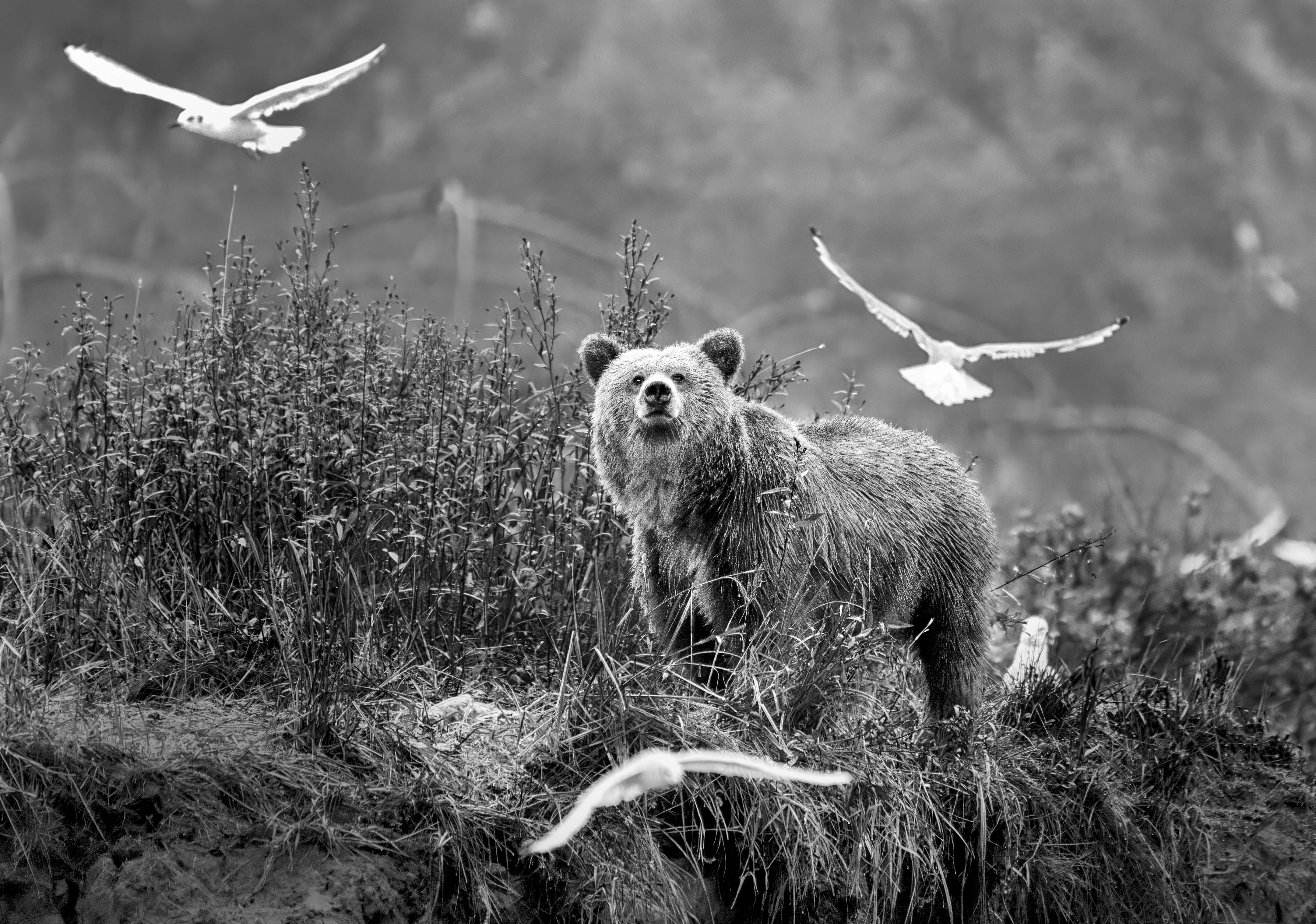 Photography Coffee Talk – Wild Earth: Ice, Light, and Life - Sat. May. 30 - Image 7