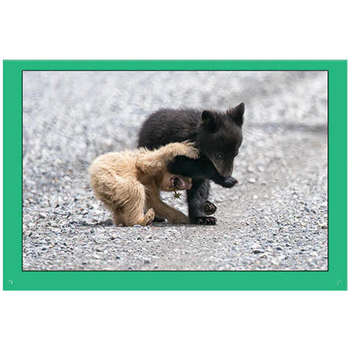 Rob Hadlow 6x9" Photo Card - Bear Cubs Wrestling