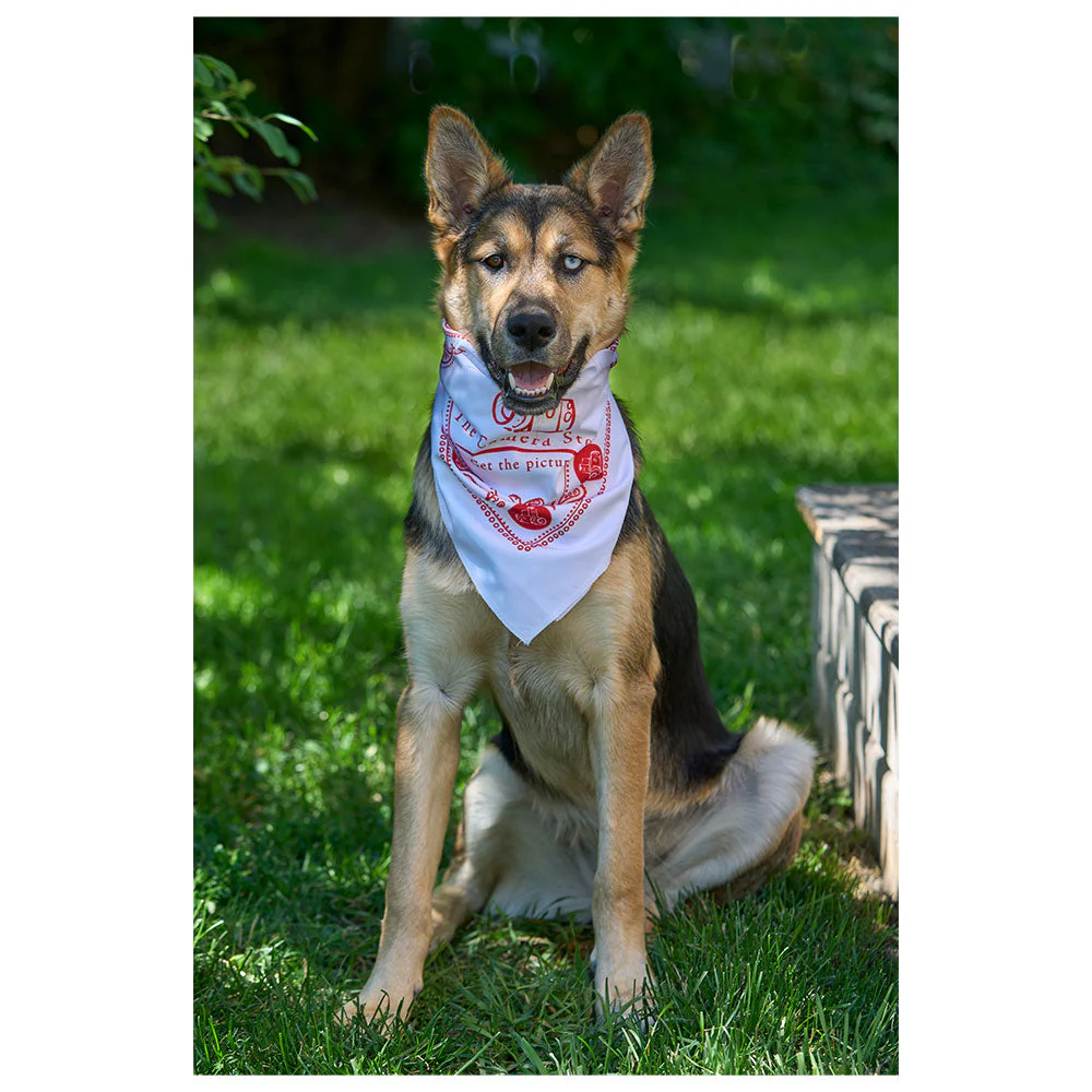 The Camera Store Limited Edition Bandana - Image 2